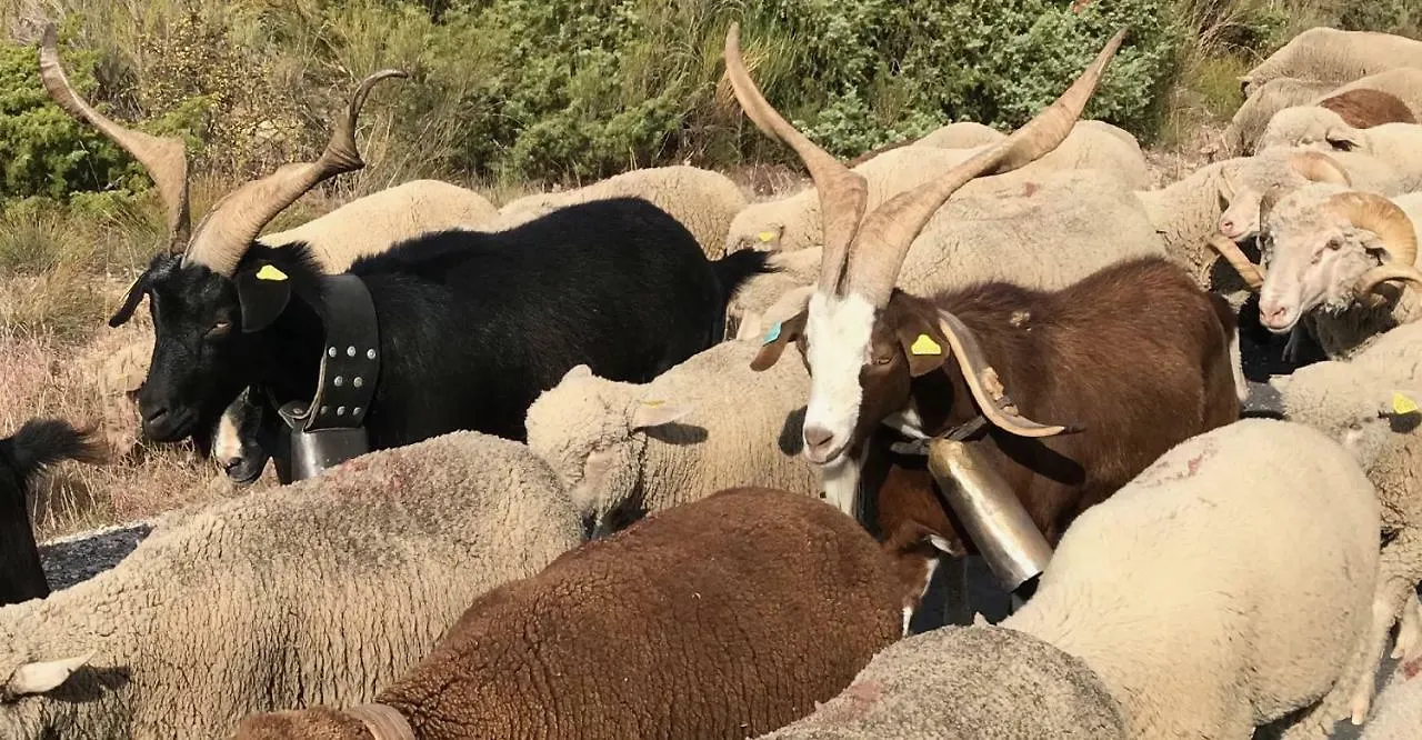 La Rabasse de Gallinette Aups